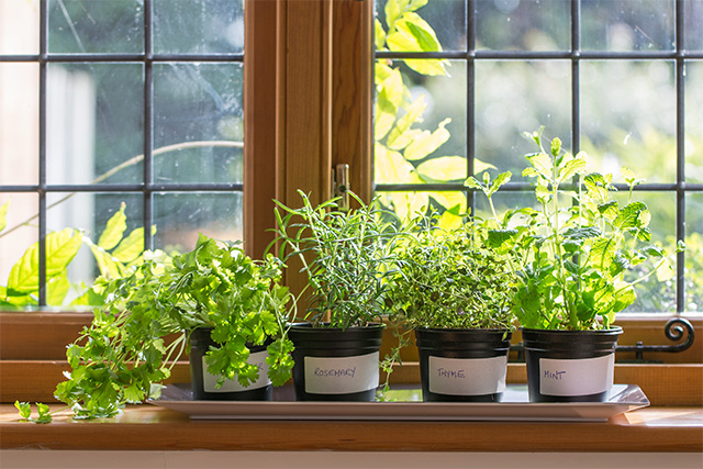 planten potjes op een vensterbank